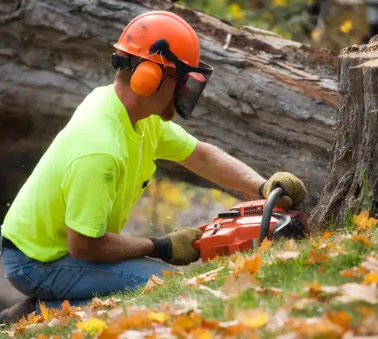 tree services Ashton-Sandy Spring